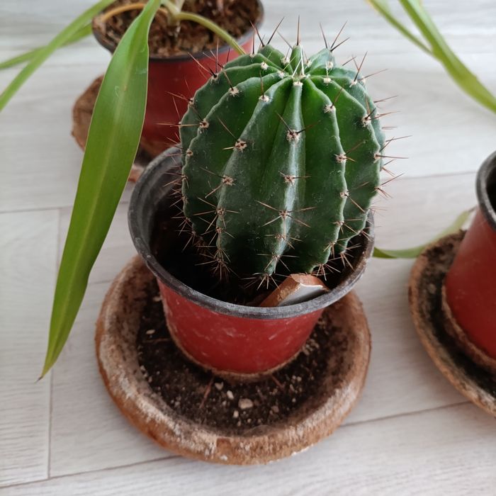 Кактусы хлорофитум сансевьера