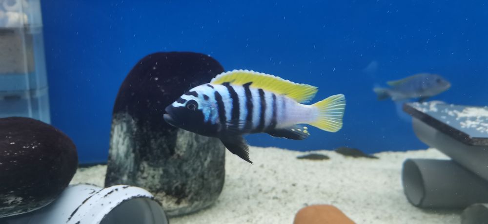 Рибки Африкански цихлиди