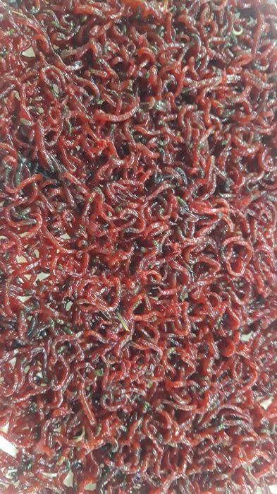 Мотыль, живец, бармаш