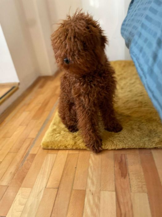 Poodle mascul de 7 luni, superb, red intens, provenit din părinți cu pedigree
