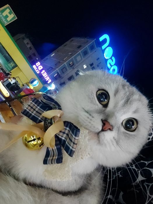 Vyazka uchun telefon qilila