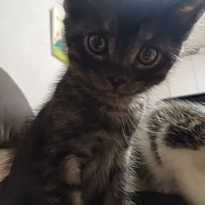 котята в любящие руки