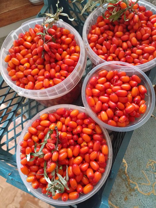 Продам крупную облепиху