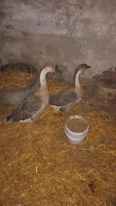 Brașov ouă bio pentru consum  sau păsări