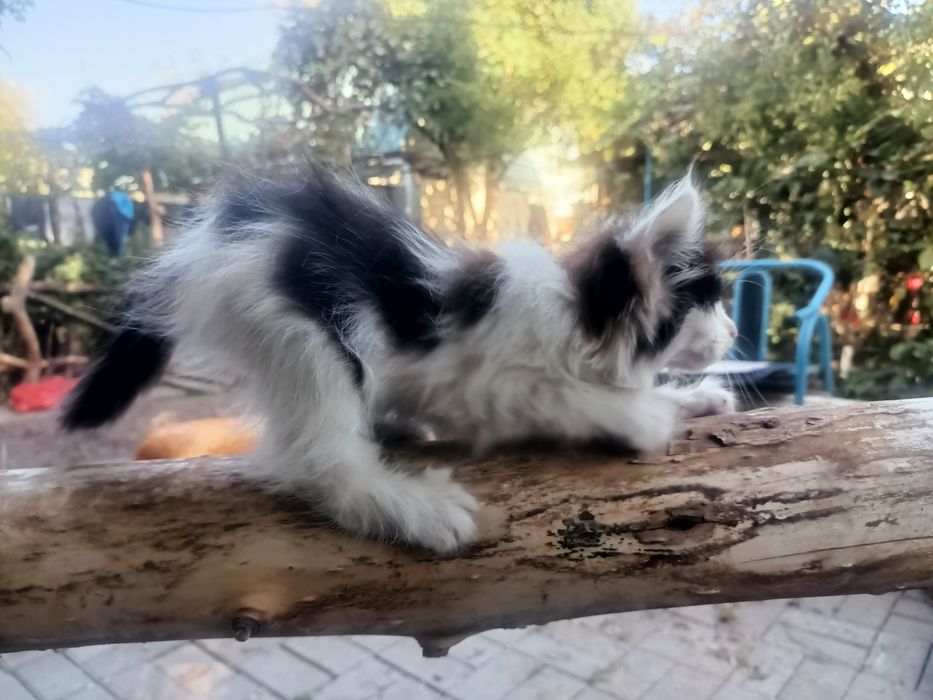 Ласковые котята ищут дом