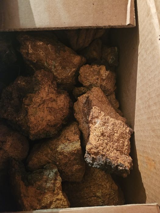 Березовая чага лечебная