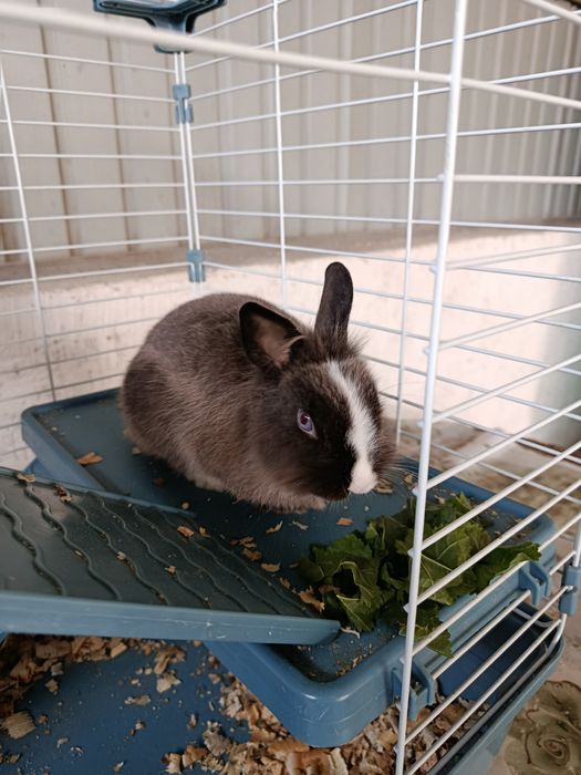 Декоративный кролик