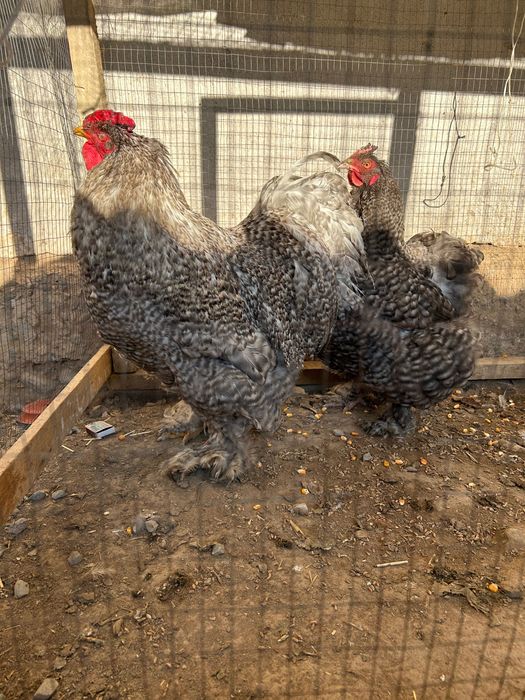 Пара Брама-Кох Петух с курицей