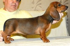 Девочка принцеска такса 5 мес