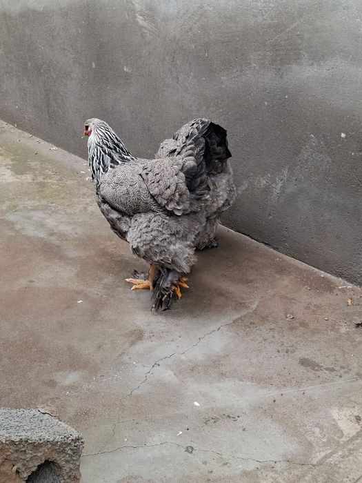 Продам куры брама