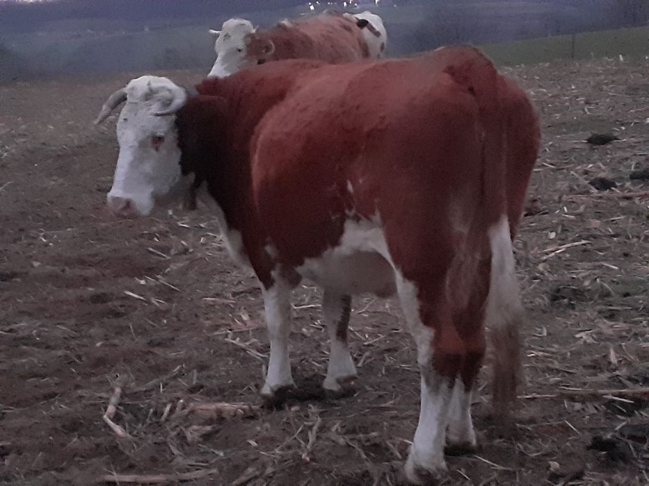 vand vaca de zece anii