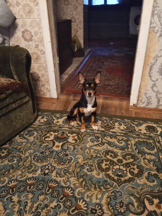 Отдам даром собачку пинчера