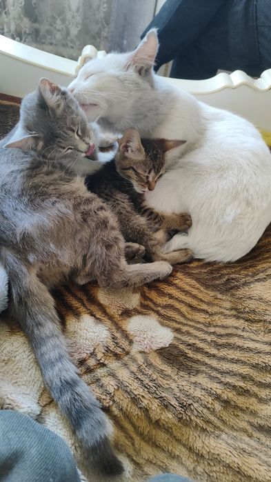 Отдаю 4 кототиков