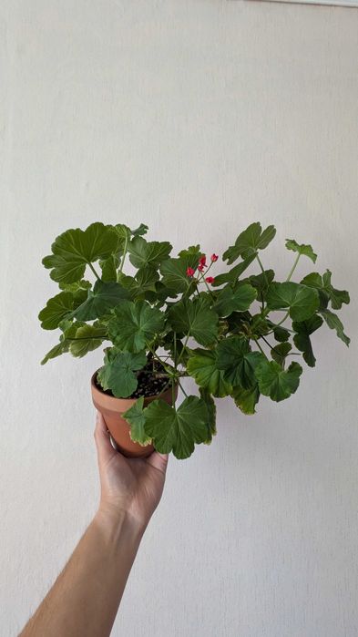 Герань (пеларгония)