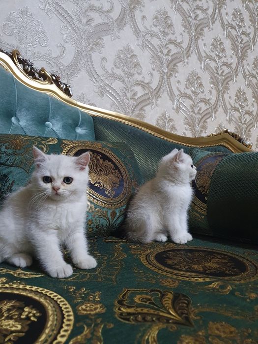 Assalomu alekum shinshilla mushugi tozza parodasi