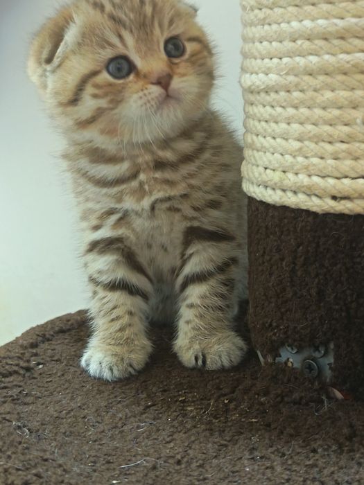 Fold  mushukcha sotiladi