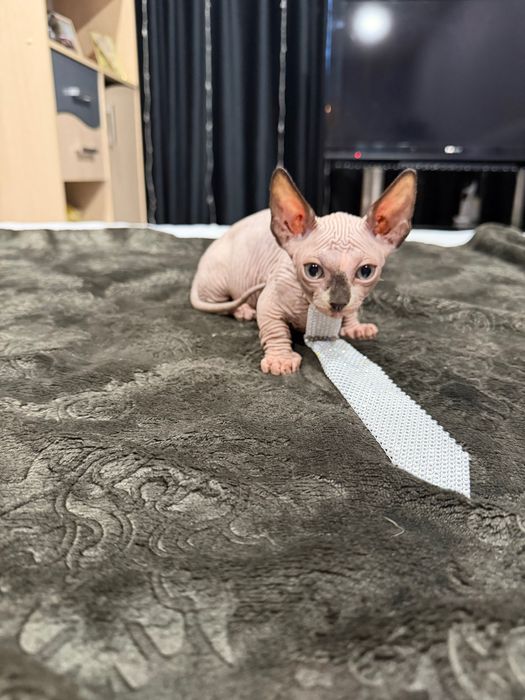 Шикарный сфинкс бамбино