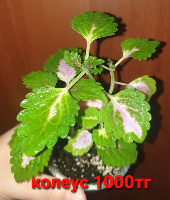 Комнатные растения