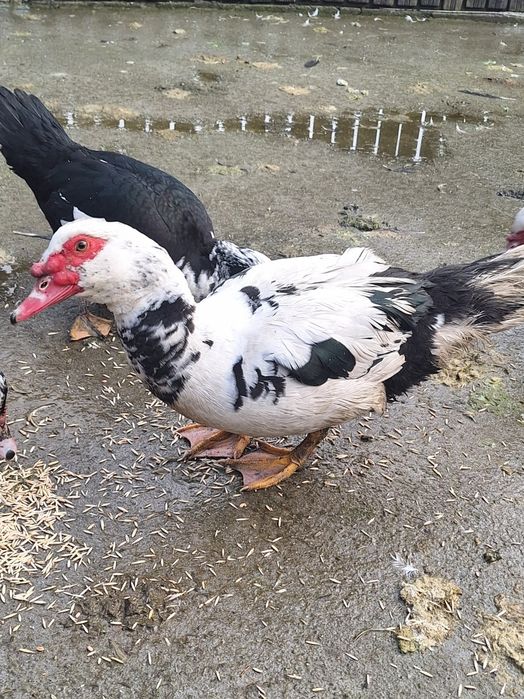 Rățoi lesesti la schimb