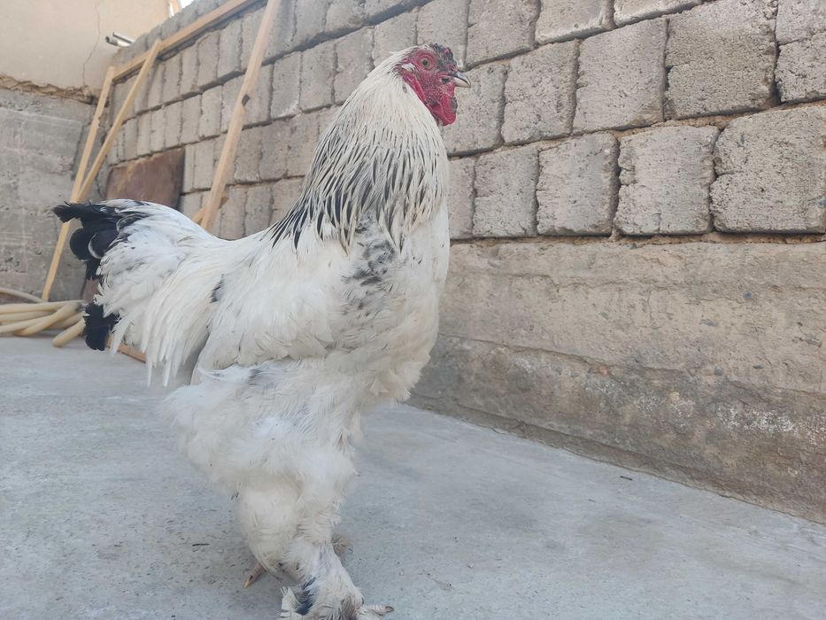 Брамалар ва Джерси гигант