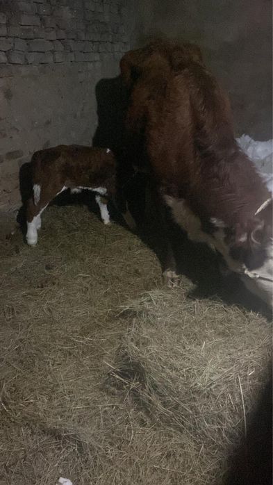 Коровы с телятами