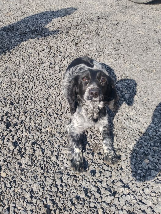 Спаниель 8 айлық