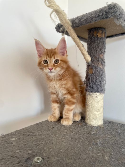 Pisica Maine Coon Red