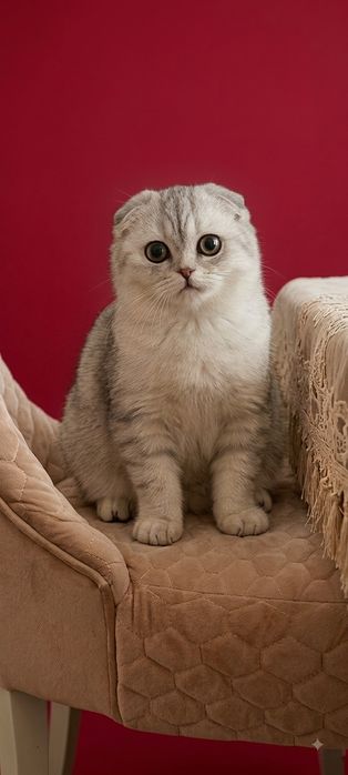 Кот на вязку серебро шиншилла