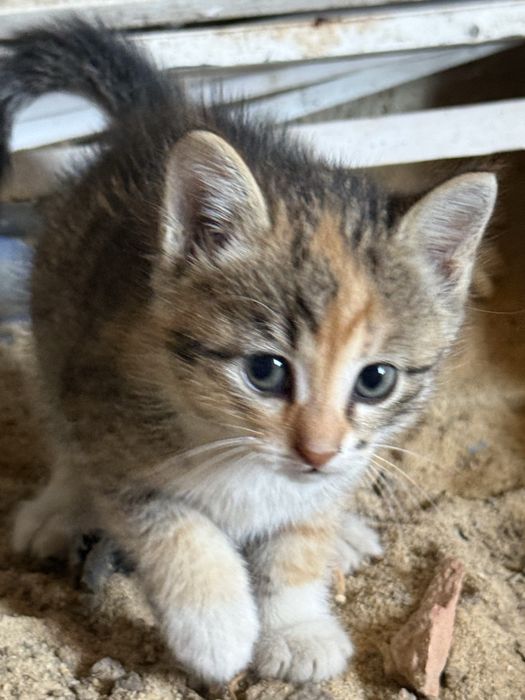 котята, 3 месяца