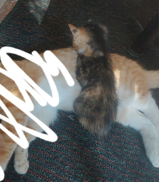 Кошка подарок Хадия