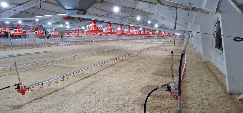 Птицефабрика и рыбхоз на 8.64 га. Готовый бизнес.  Бройлер . Чиназ.