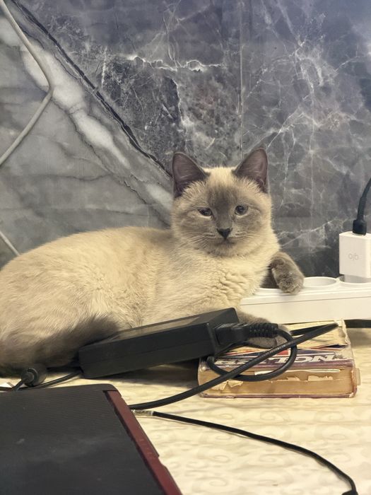 кошечка лапочка милашка