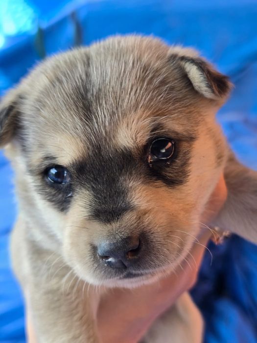 Передам в заботливые руки!