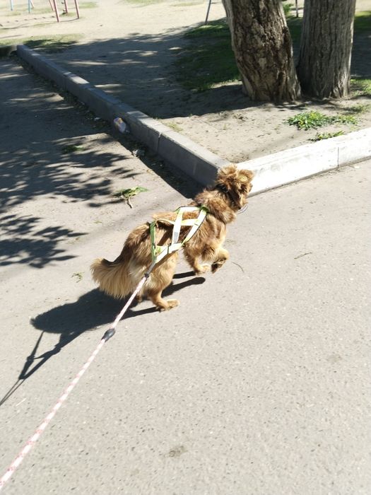 Айфон с гарантий