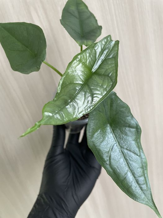 Алоказия Heterophylla Dragon's