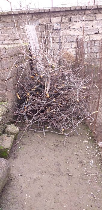 Отдам даром ветки тутовника персика