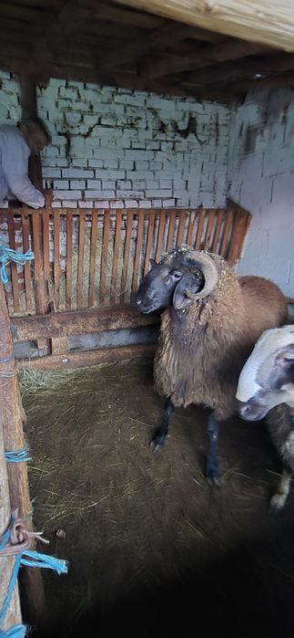 Коч само за ценители