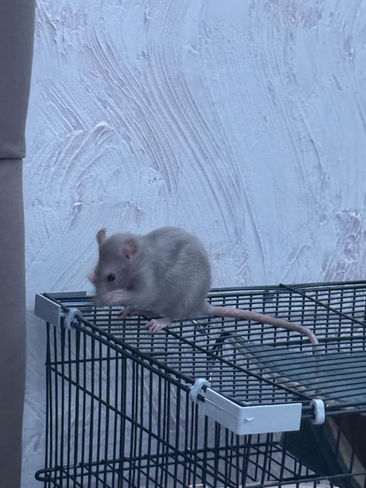 Крысы дамбо 2 девочки