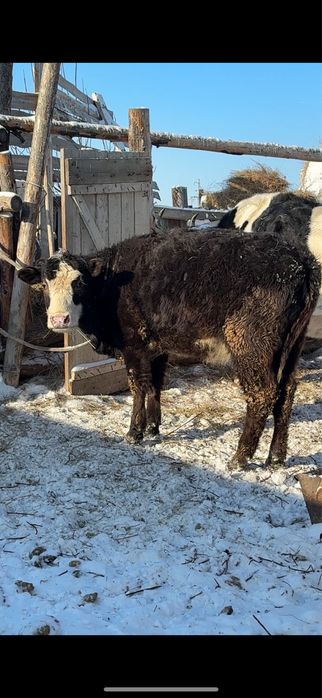 Продам телку годовалую