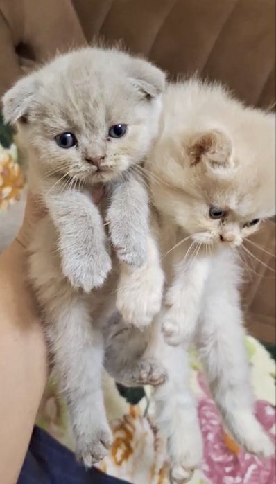 Продаются очаровательные котята породы Скоттиш-фолд