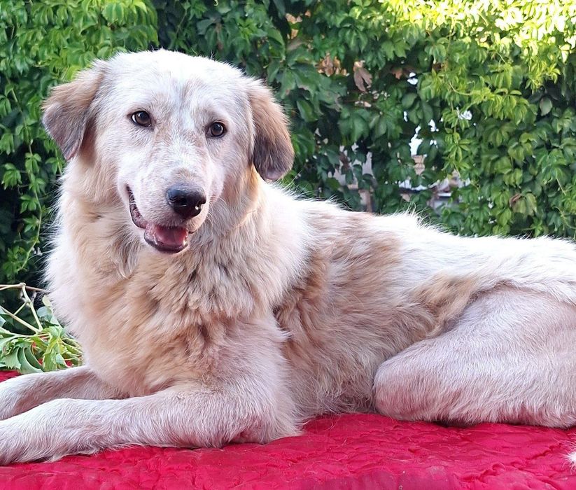 Лунтик, ищет любящую семью