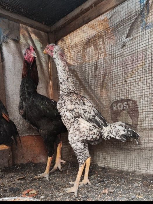 Петух бойцовый джужики