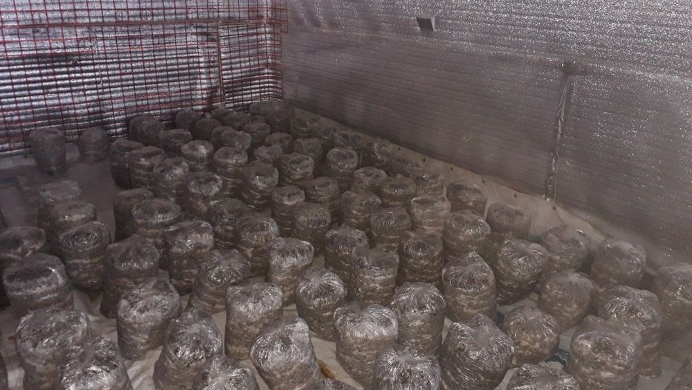 Сажаем грибы вешенки