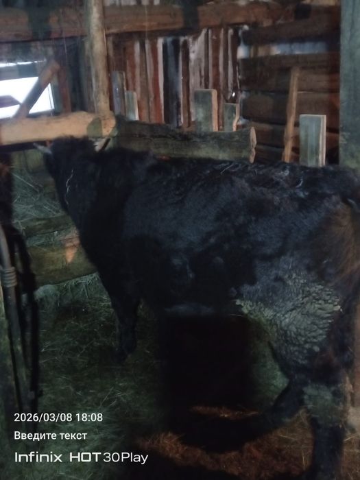 Продам быка больше года!