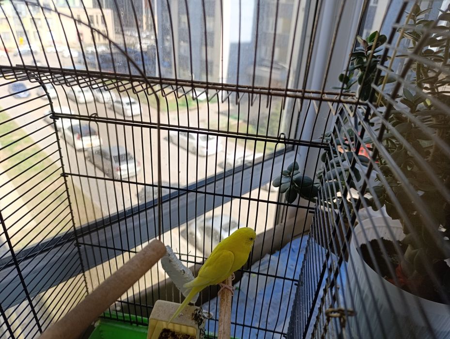 Попугай вместе с клеткой