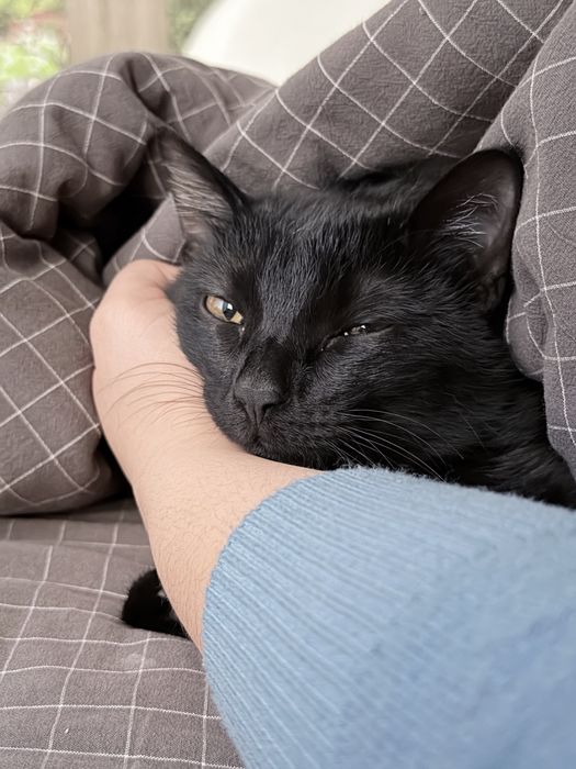 Кошка в добрые руки