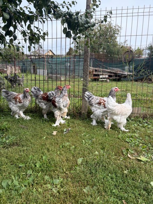 Brahma rotgesattelt