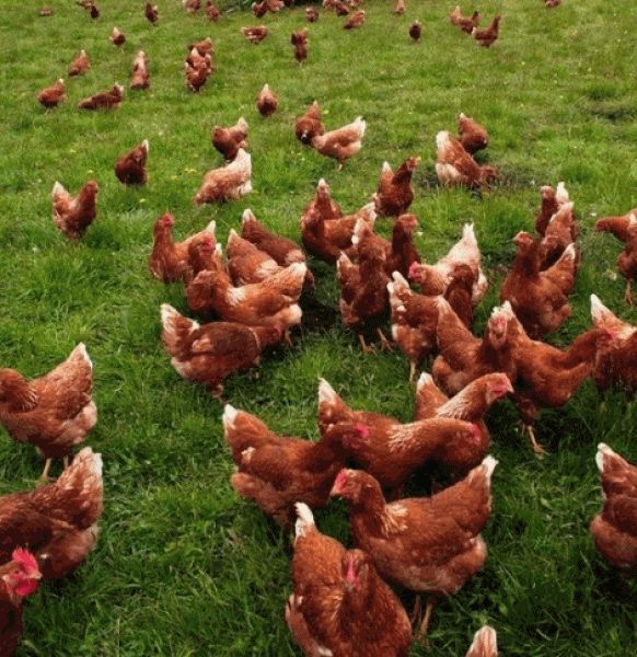 Vand gaini ouatoare / Gaini / puicute de ouat