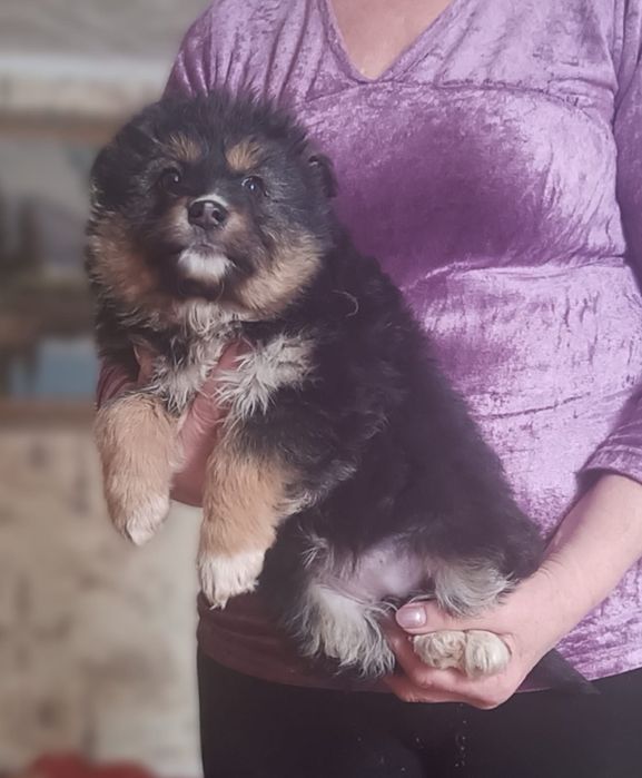 Отдам даром щенков, мальчик и девочка