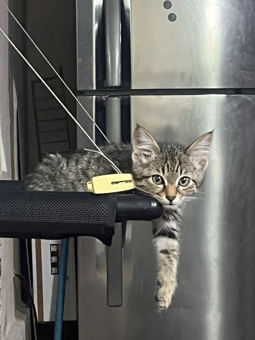 Отдается котенок в любящую семью